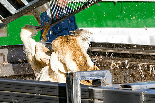 Vogelgrippe - Neuhardenberg