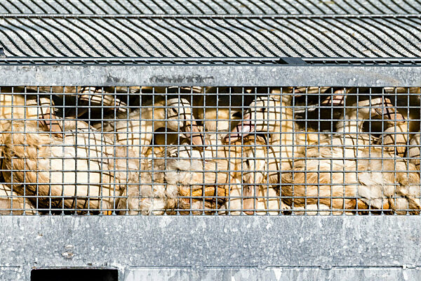 Vogelgrippe - Neuhardenberg