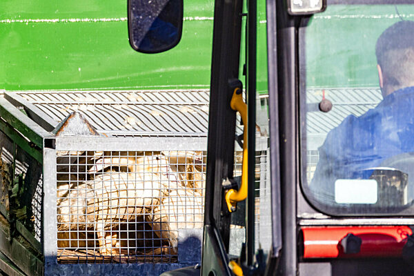 Vogelgrippe - Neuhardenberg