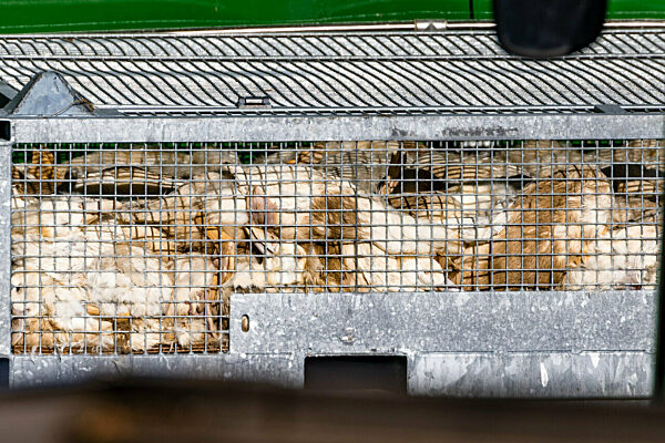 Vogelgrippe - Neuhardenberg