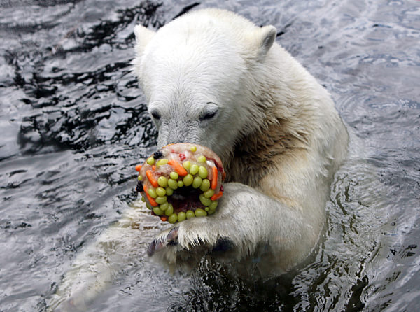 Eisbär Knut lässt sich  am Freitag (24.07...