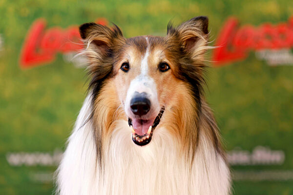 Lassie