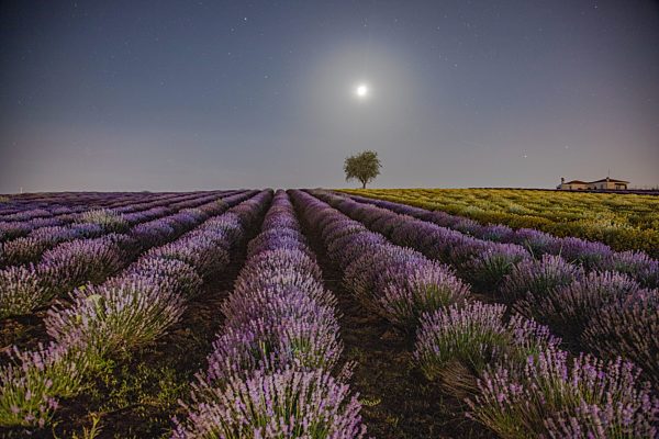 Lavender Fields
