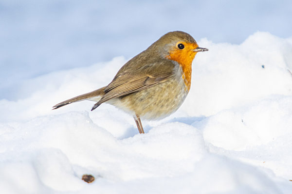 European Robin Bird On The Snow