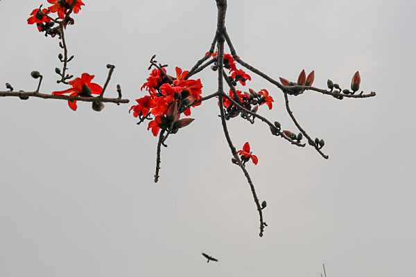Daily Life In Bangladesh