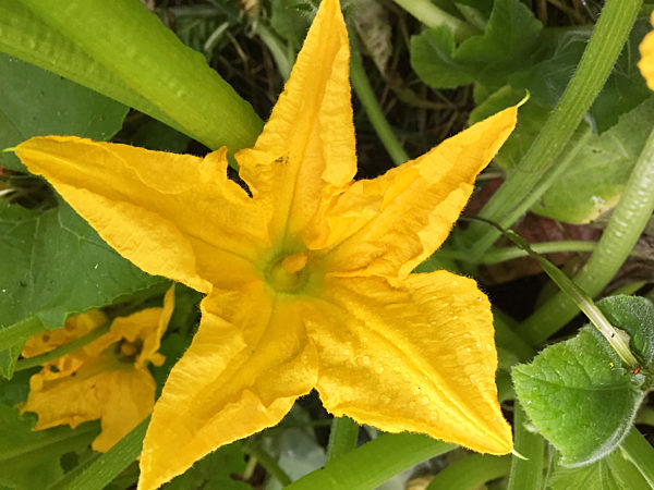 Daily Life In Canada