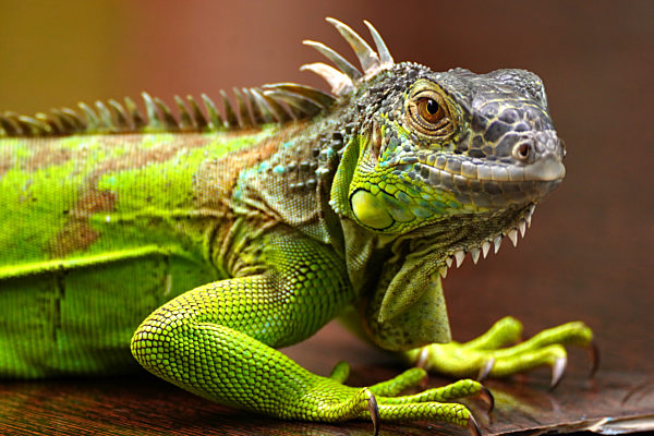 Green Iguana In Ajmer