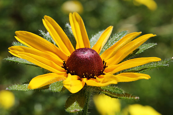 Black-eyed Susan Flower