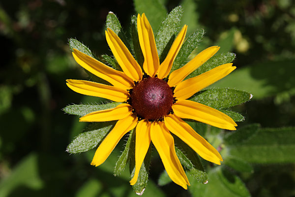 Black-eyed Susan Flower