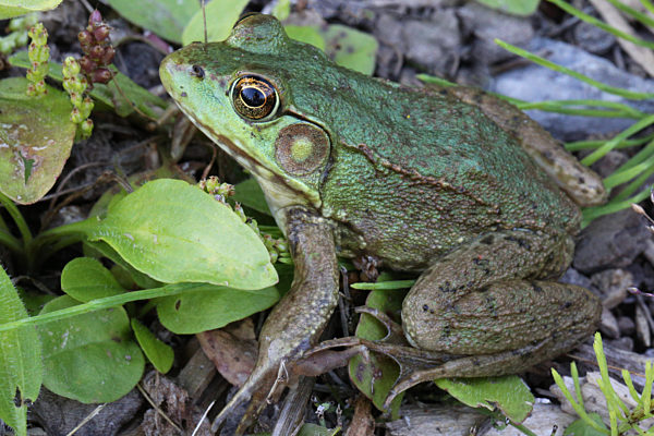 Northern Green Frog