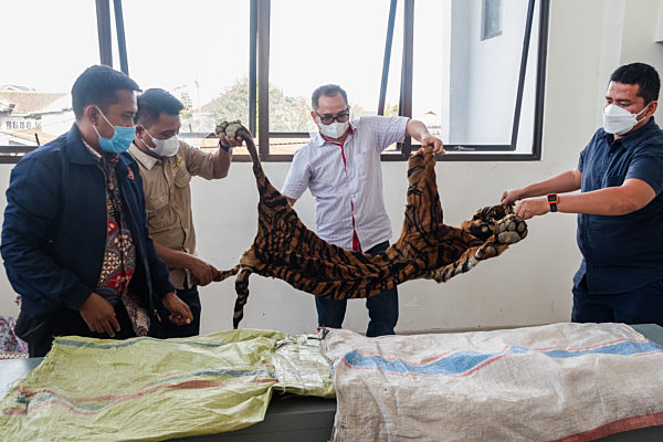Indonesian Police Arrest Four In Riau Over Sumatra Skin Illegal Wildlife Trade.