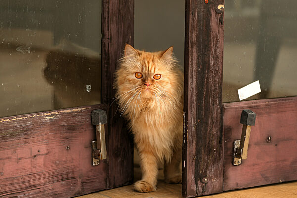 Daily Life In Jammu City