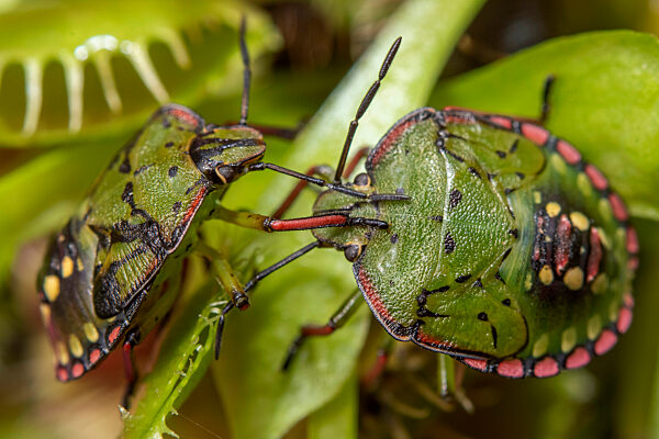 Shield Bug In New Zealand