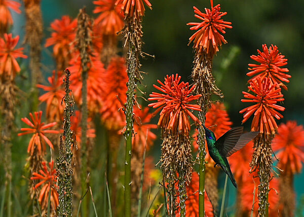 Hummingbirds In Colca Valley