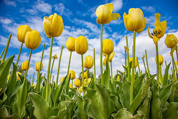 Flowering Tulip Fields In The Netherlands
