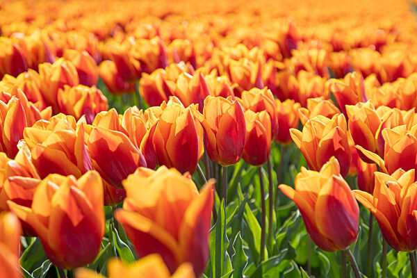 Flowering Tulip Fields In The Netherlands