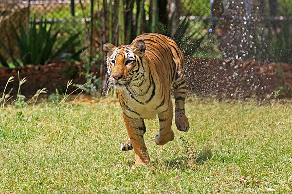 Nahargarh Biological Park In Jaipur