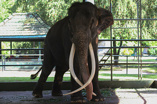Thai Tusker Sak Surin Or Muthu Raja At The Dehiwala Zoo In Colombo.