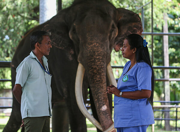 Thai Tusker Sak Surin Or Muthu Raja At The Dehiwala Zoo In Colombo.