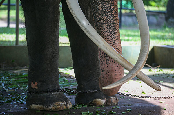 Thai Tusker Sak Surin Or Muthu Raja At The Dehiwala Zoo In Colombo.