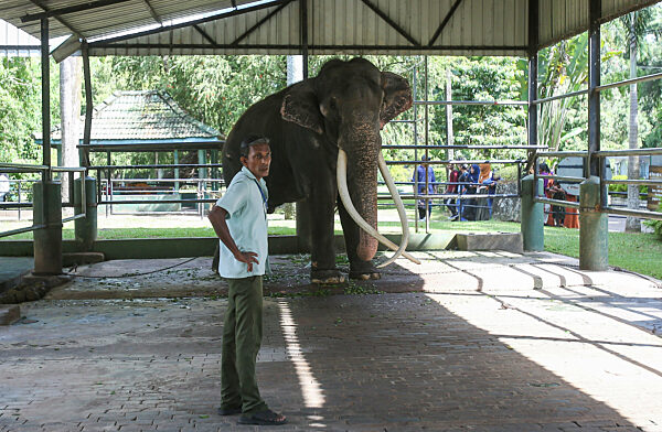 Thai Tusker Sak Surin Or Muthu Raja At The Dehiwala Zoo In Colombo.
