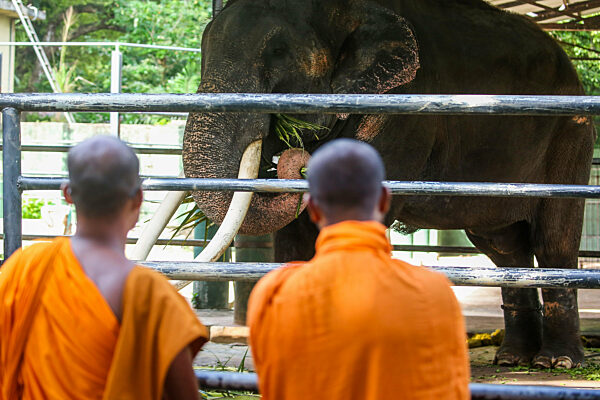 Thai Tusker Sak Surin Or Muthu Raja At The Dehiwala Zoo In Colombo.