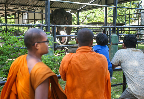 Thai Tusker Sak Surin Or Muthu Raja At The Dehiwala Zoo In Colombo.