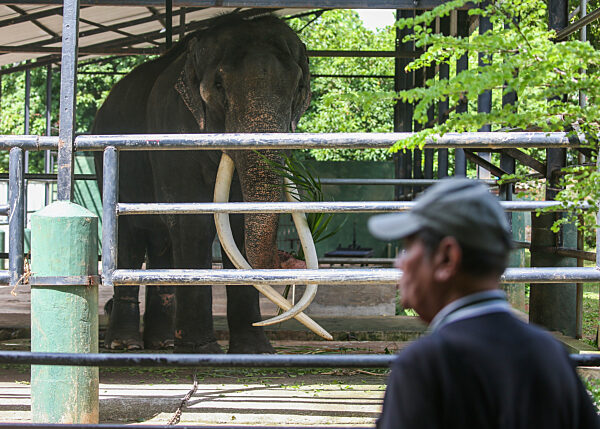 Thai Tusker Sak Surin Or Muthu Raja At The Dehiwala Zoo In Colombo.