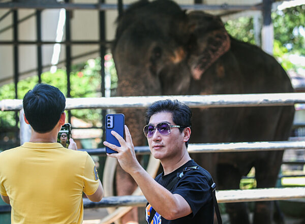 Thai Tusker Sak Surin Or Muthu Raja At The Dehiwala Zoo In Colombo.