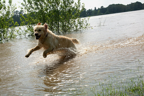 Rhine River Rise  In And Around Bonn After Heavy Rainfall In Saarland