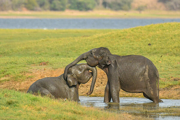Wildlife Attractions In Sri Lanka - Kaudulla National Park