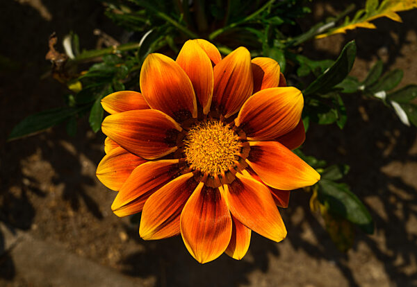 Treasure Flower - Gazania Flower Closeup - Drought-tolerant