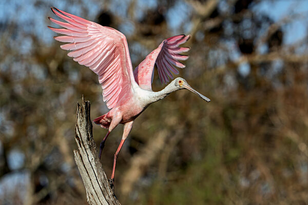 Wildlife Pink Birds Roseate Spoonbill