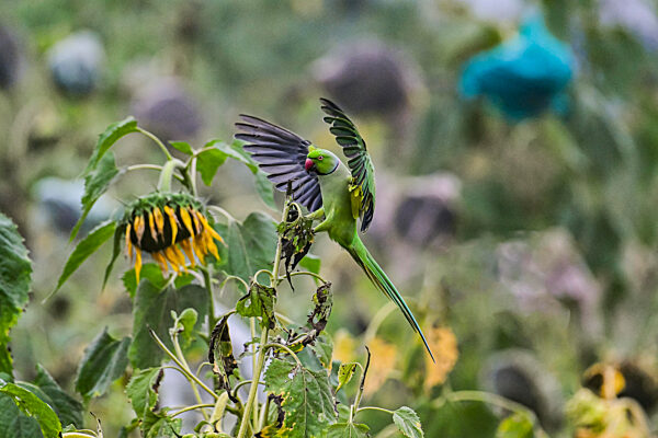 Red-breasted Parakeet
