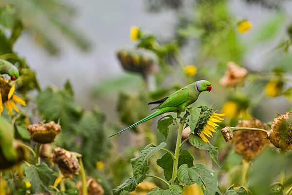 Red-breasted Parakeet
