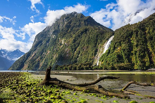 Dead tree, Cascade Range and Bowen Falls, Milford Sound, Fiordland National Park, South Island, New Zealand, NZ