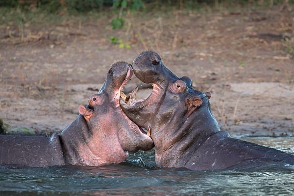 Hippos (Hippopotamus amphibius) playfighting, Chobe river, Botswana,