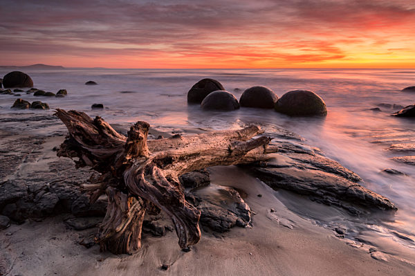 8235 The Moeraki Boulders at Moeraki Beach, Otago, New Zealand