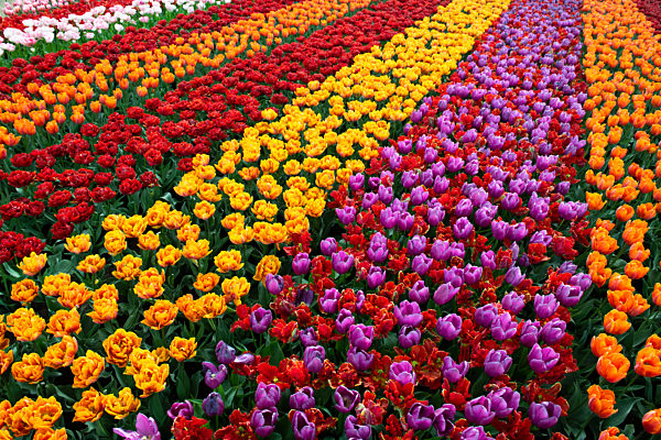 Tulips and Windmills in Keukenhof garden