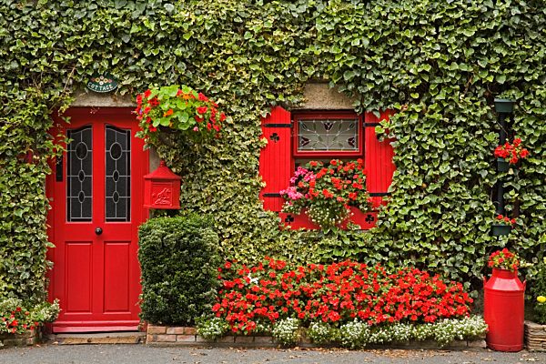 Ivy covered cottage, Town of Borris, County Carlow, Leinster, Republic of Ireland, Europe