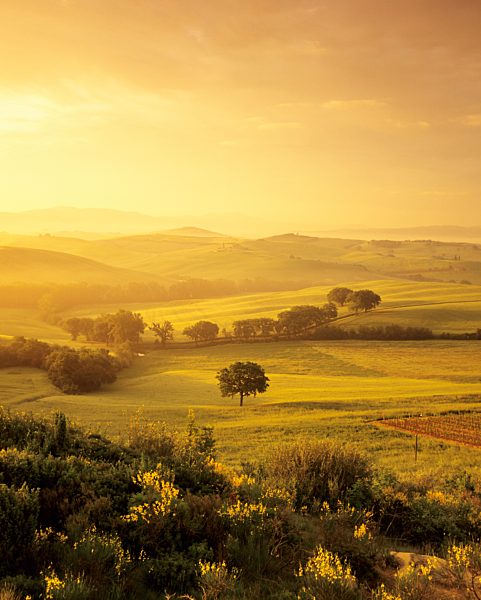 Single tree at sunrise, Orcia Valley (Val d'Orcia), Province Siena, Tuskany, Italy