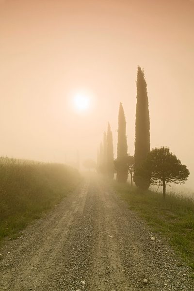 Cypress alley in the fog at sunrise, Val d'Orcia, Tuscany, Italy