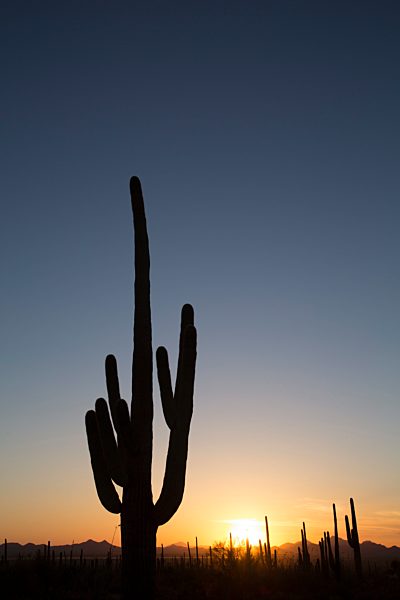 Saguaro Cactus (Camegiea Gigantea) silhouetted at sunset, West-Tucson Mountain District, Saguaro National Park, Arizona, United States of America, North America