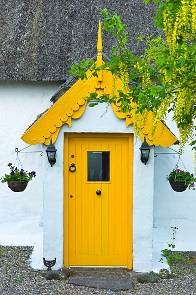 Traditional thatched cottage of lime mortar and whitewash with Laburnum tree, at Rosslare, Ireland