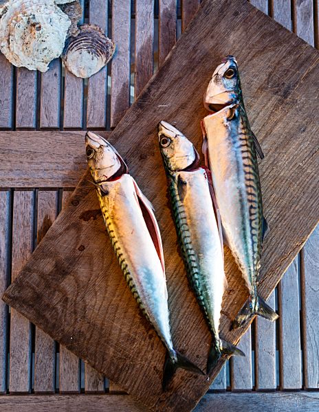 Mackerel fish, Grebbestad, Bohuslan region, west coast, Sweden, Scandinavia, Europe