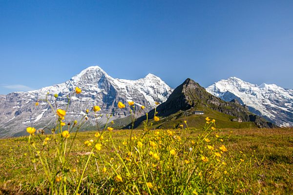 Yellow flowers framing Mount Eiger Mannlichen Grindelwald Bernese Oberland Canton of Berne Switzerland Europe