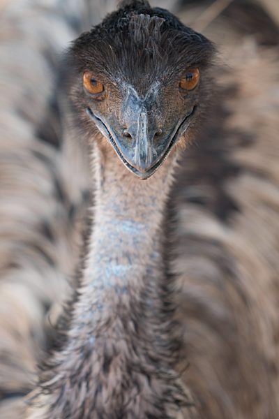 Close-up of face and neck of emu, Ostrich Safari Park, Oudsthoorn, South Africa