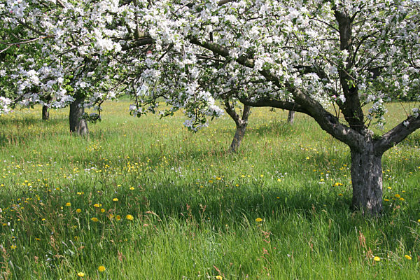 Blühende Streuobstwiese