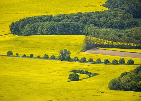 Feld- Landschaft gelb blühender Raps- Blüten bei Erkrath im Bundesland Nordrhein-Westfalen
