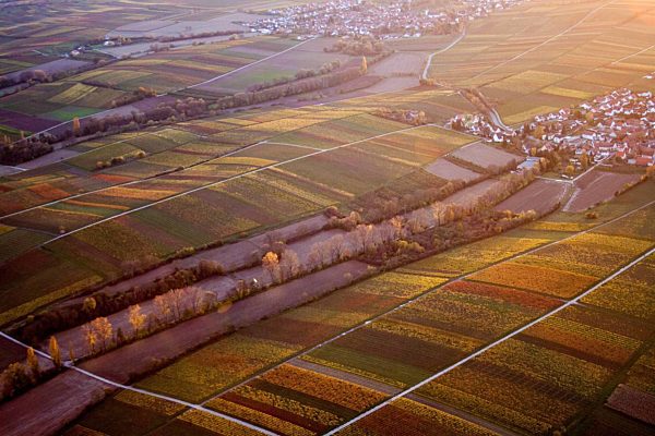 Strukturen auf landwirtschaftlichen Feldern im Ortsteil Wollmesheim in Landau in der Pfalz im Bundesland Rheinland-Pfalz
